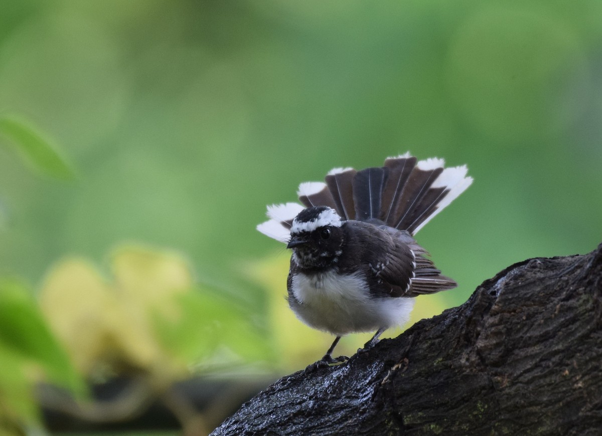 White-browed Fantail - ML484874701