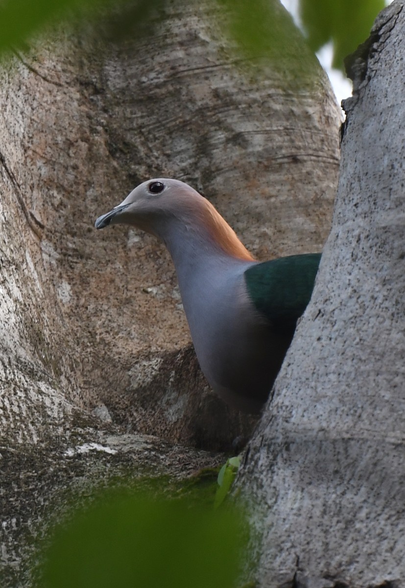 Green Imperial-Pigeon - ML484876331