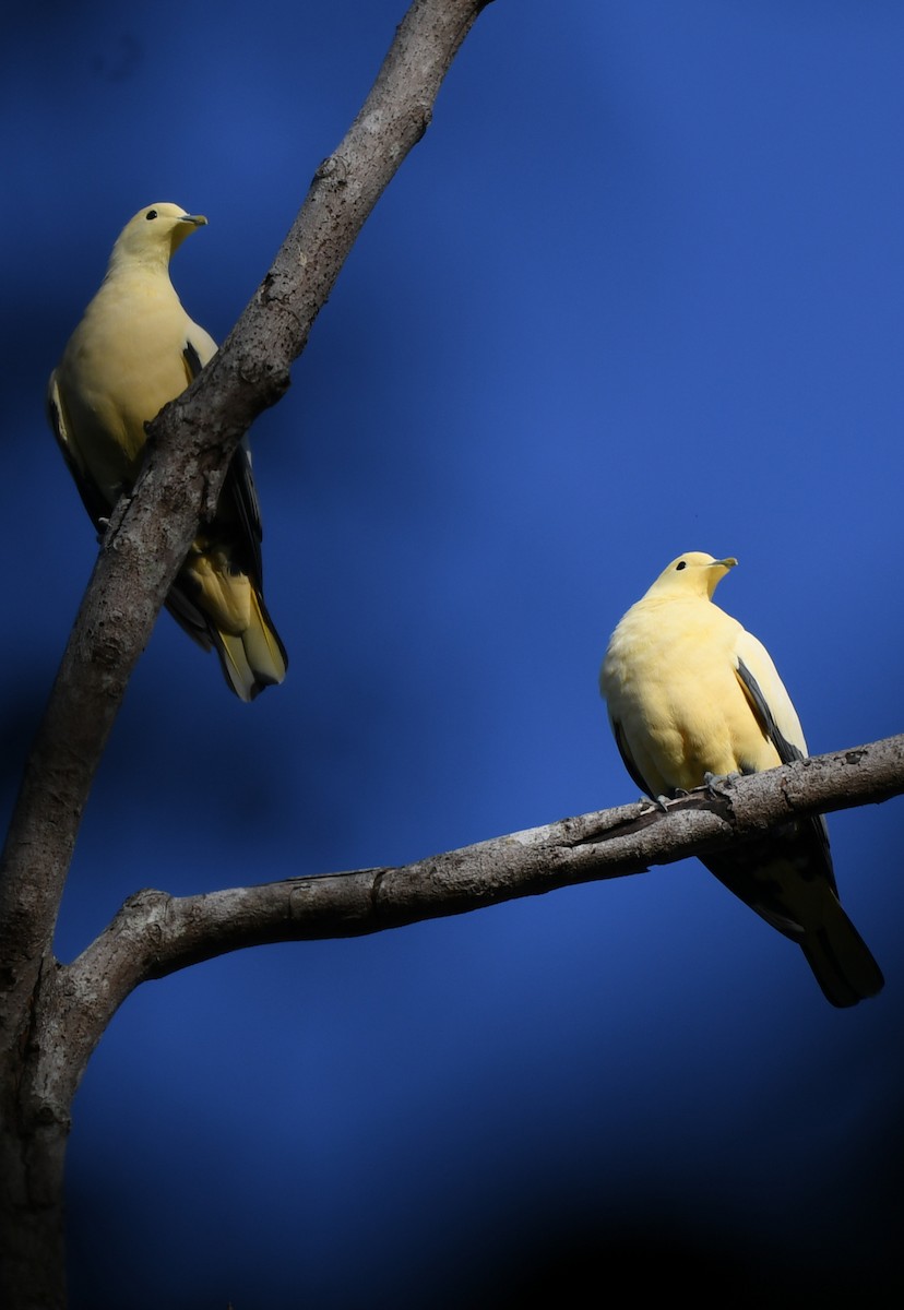 Pied Imperial-Pigeon - ML484876381