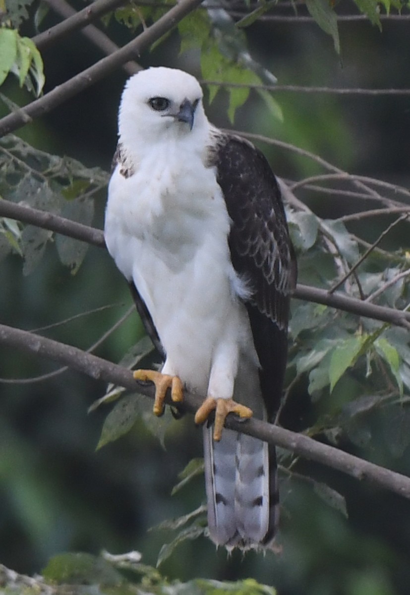 Sulawesi Hawk-Eagle - ML484877291