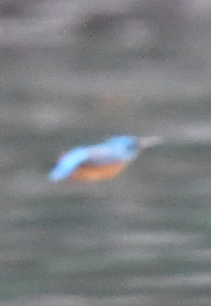 Common Kingfisher - ML484877671