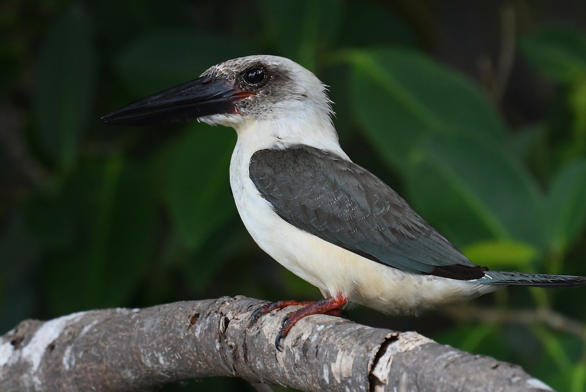 Great-billed Kingfisher - norman wu