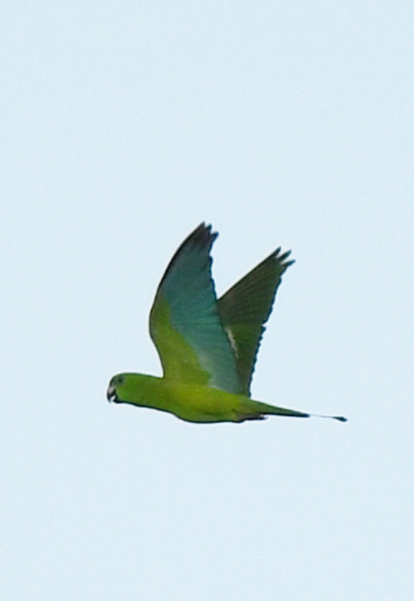 Yellow-breasted Racquet-tail - ML484878211