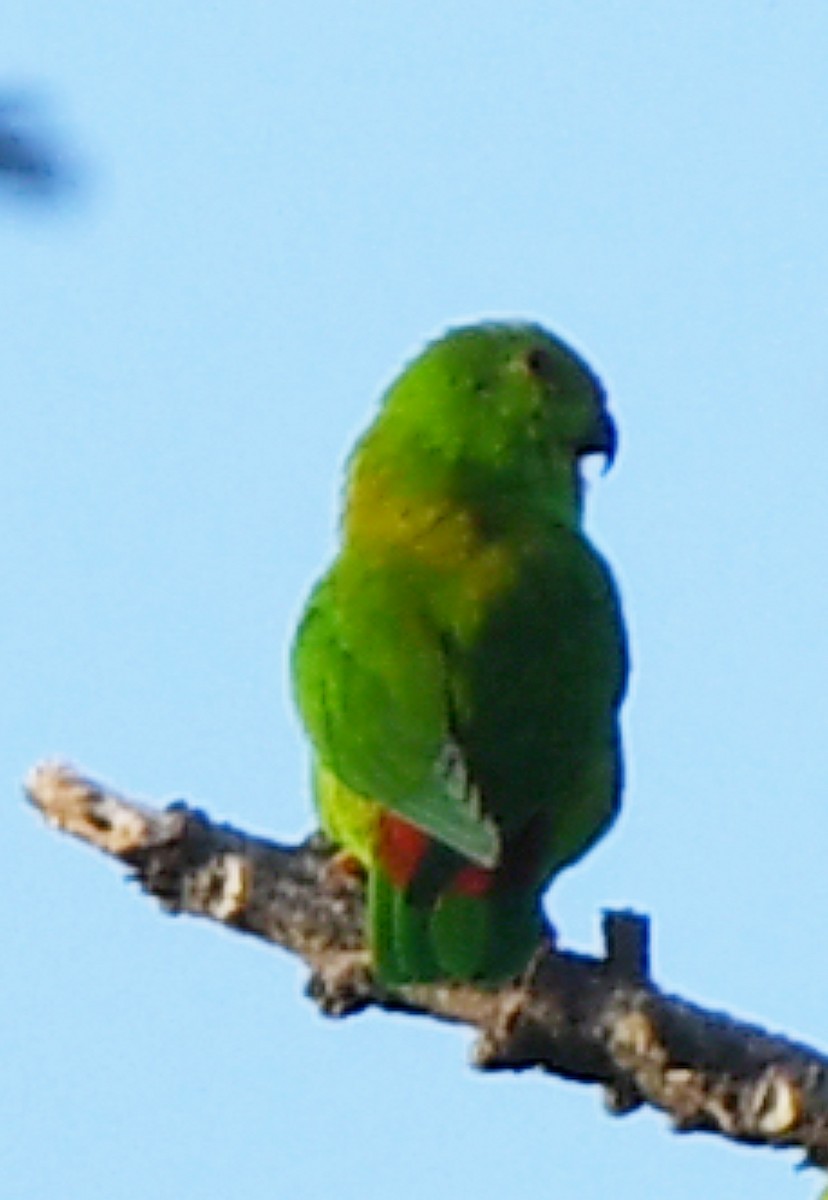 Sulawesi Hanging-Parrot - ML484878461