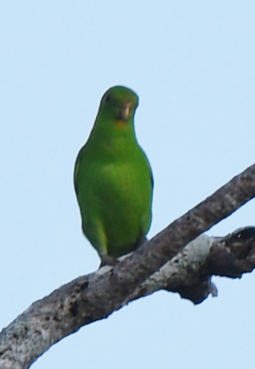 Pygmy Hanging-Parrot - norman wu
