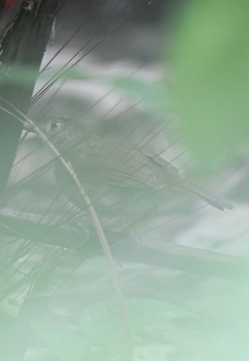Sulawesi Babbler - ML484879251