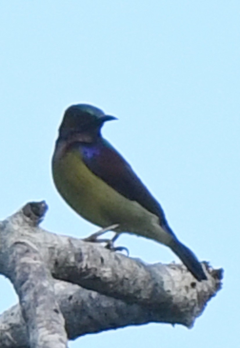 Brown-throated Sunbird - ML484879651