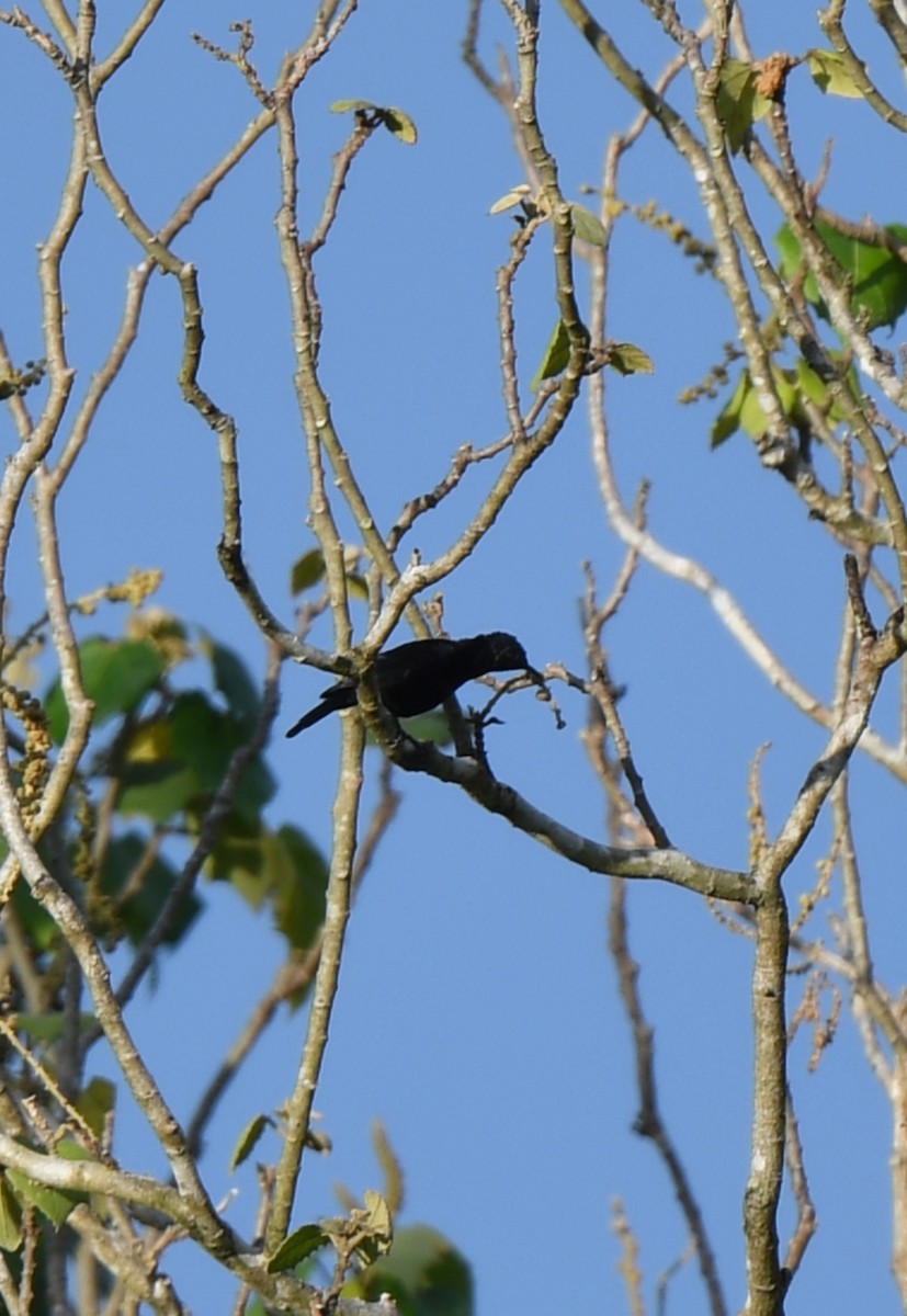 Black Sunbird - norman wu