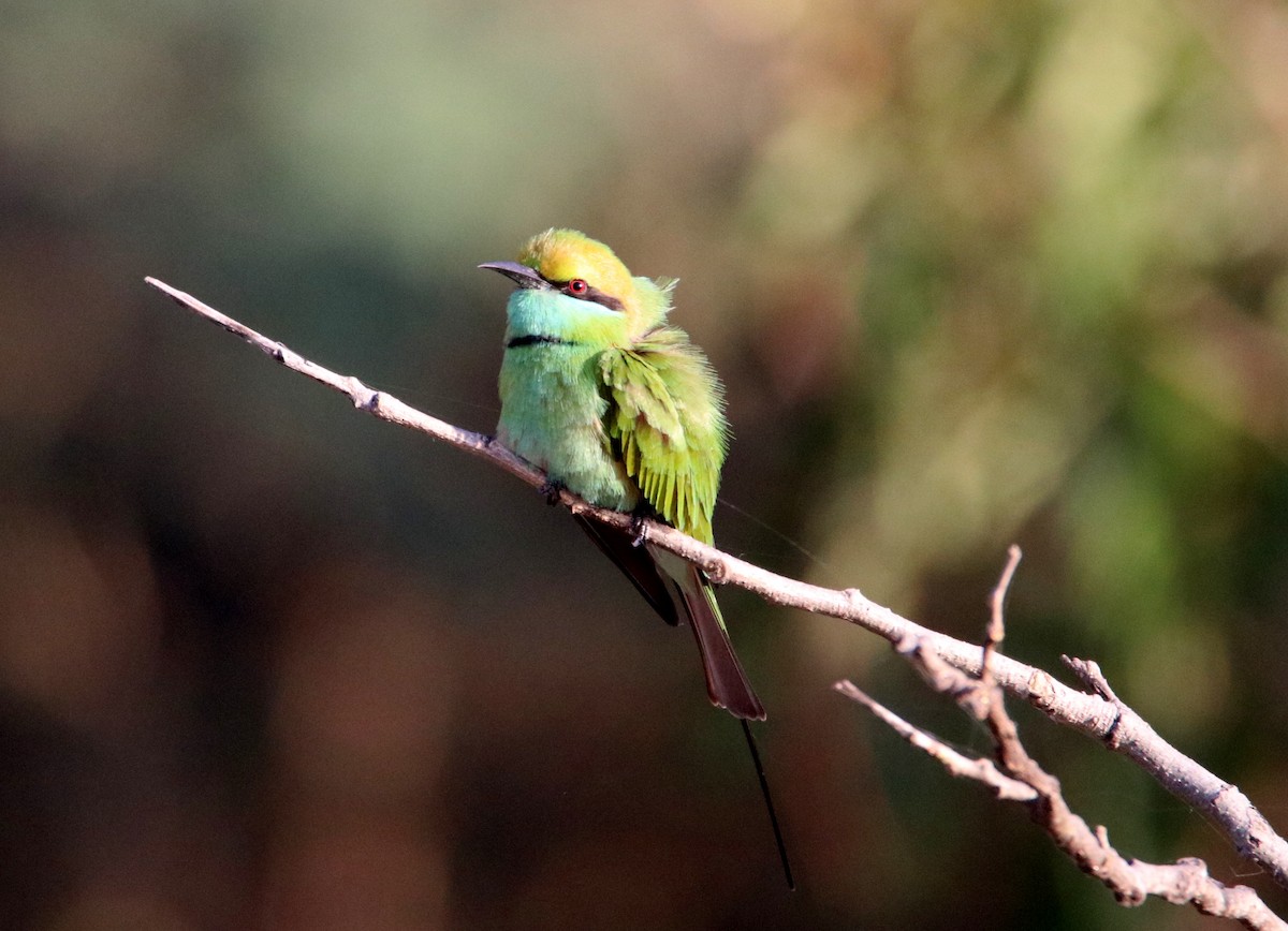 Asian Green Bee-eater - ML48488991
