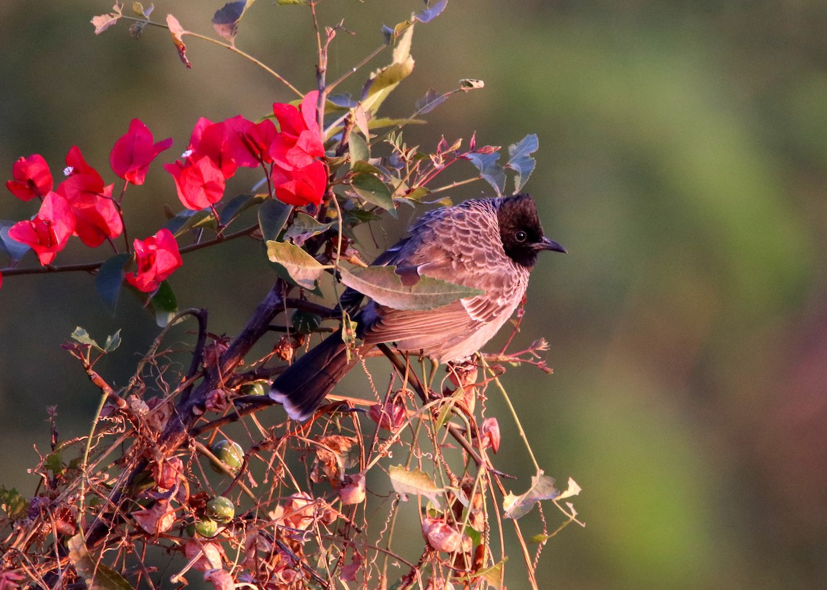 Red-vented Bulbul - ML48489121