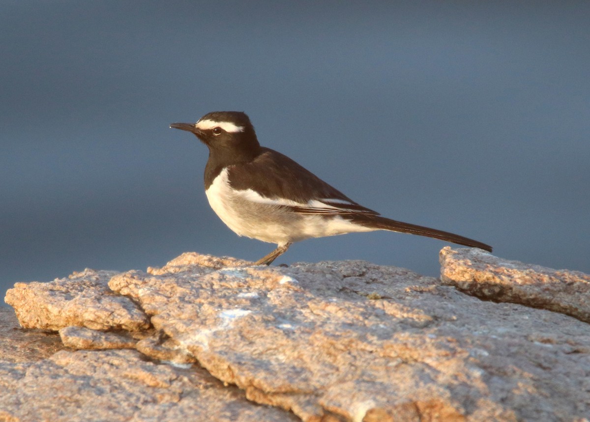 White-browed Wagtail - ML48489361