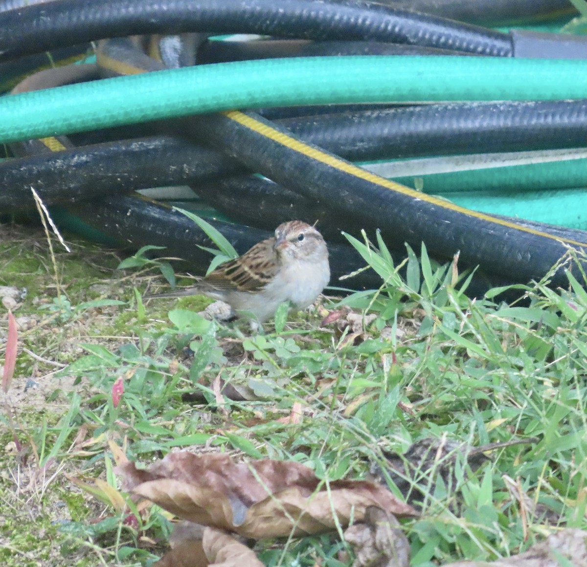 Chipping Sparrow - ML484896041