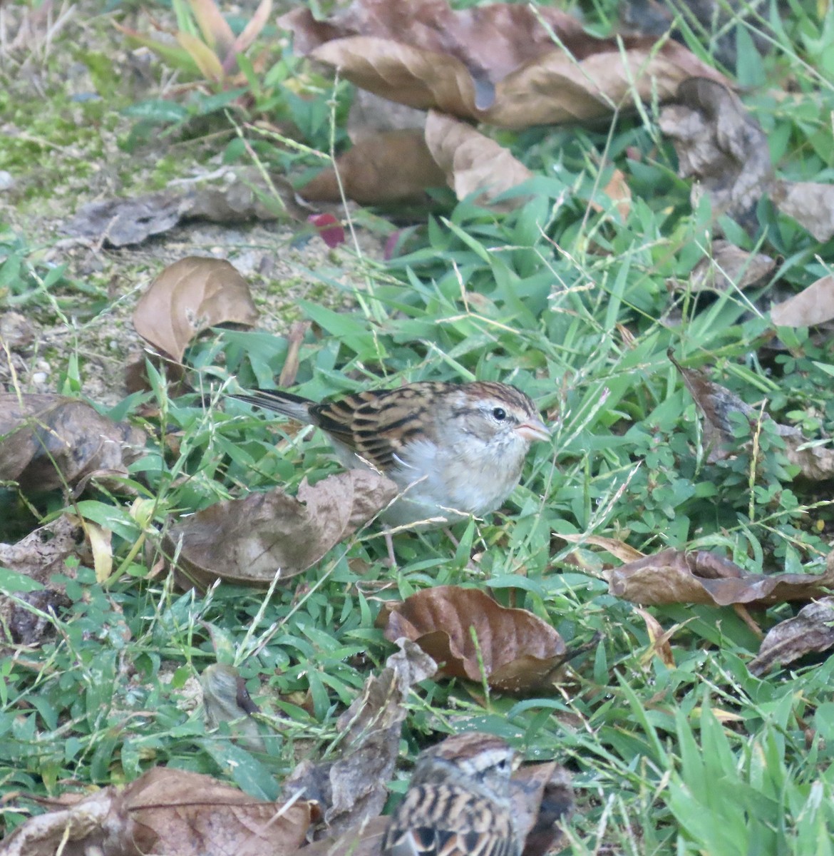 Chipping Sparrow - ML484896051