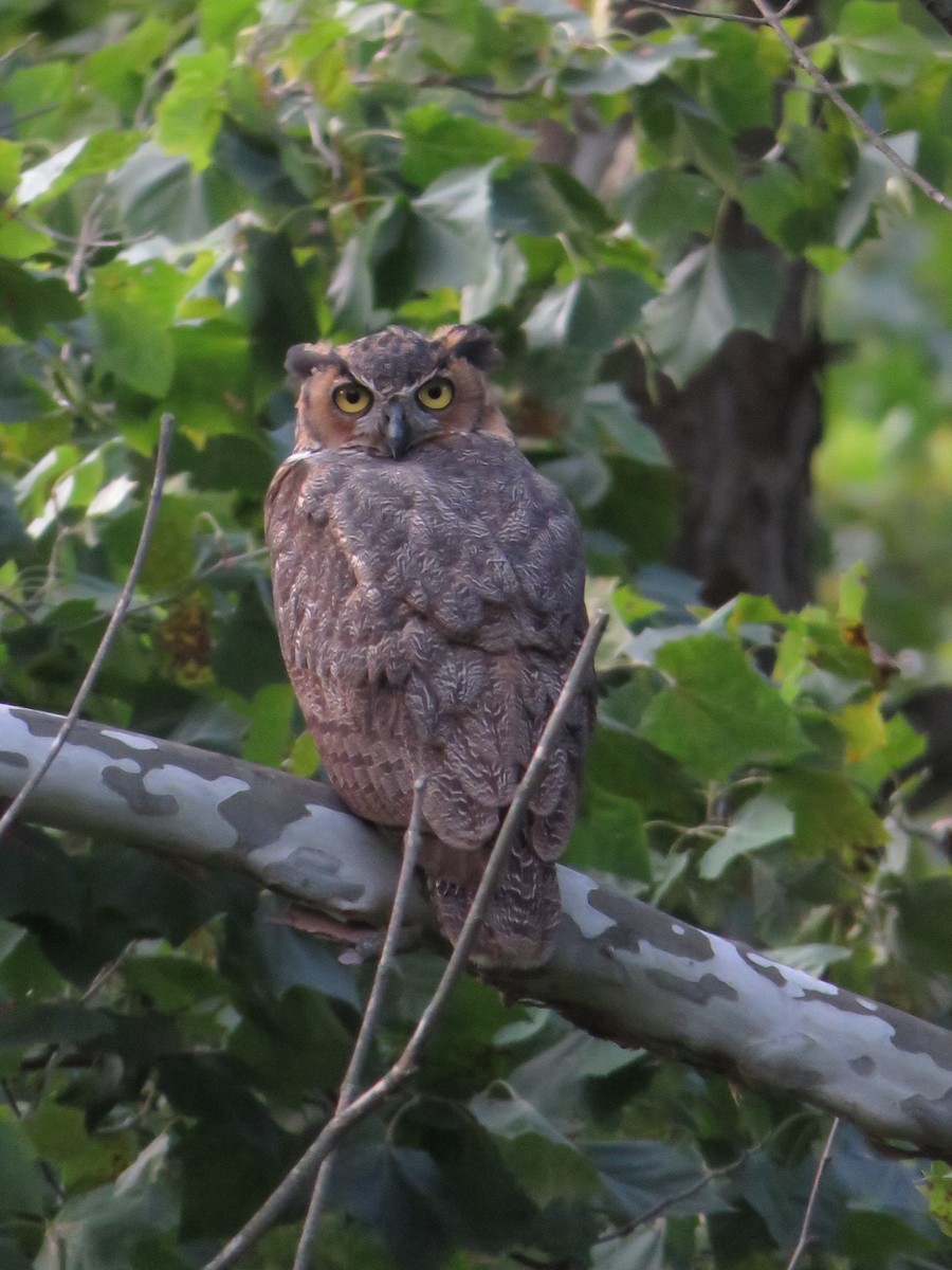 Great Horned Owl - ML484903461