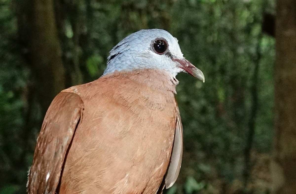 Blue-headed Wood-Dove - Vincent Rufray