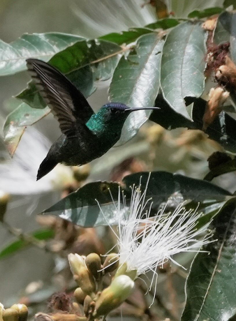 Indigo-capped Hummingbird - ML484911691
