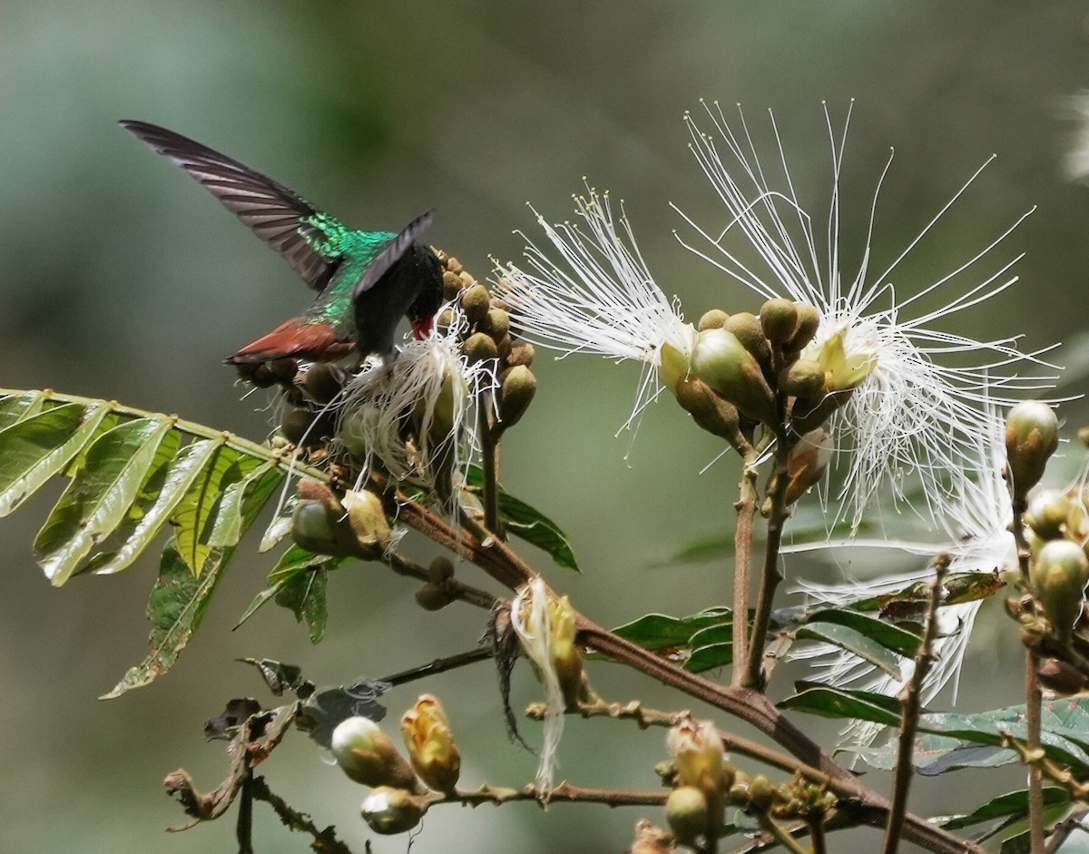 Rufous-tailed Hummingbird - ML484911841