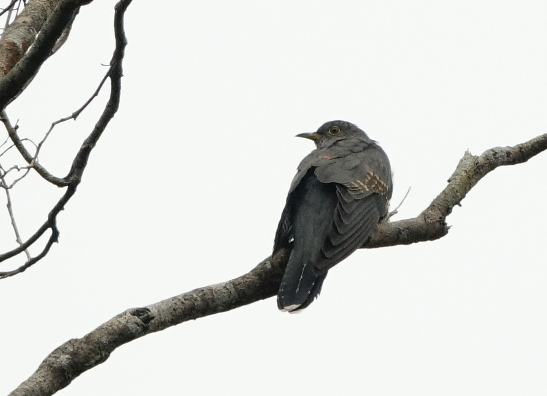 Common Cuckoo - ML484913751