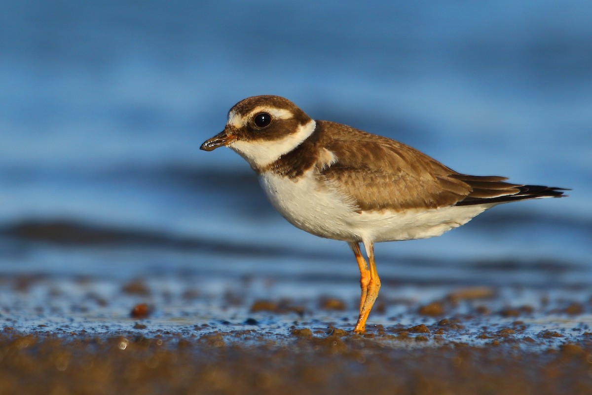 Common Ringed Plover - ML484914051