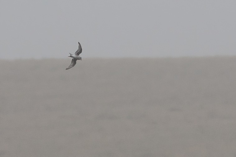 Fork-tailed Storm-Petrel - ML484914741