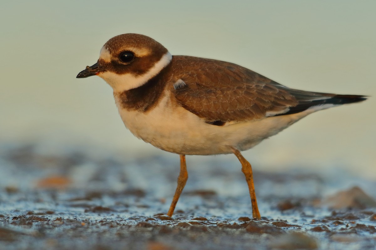 Common Ringed Plover - ML484916511