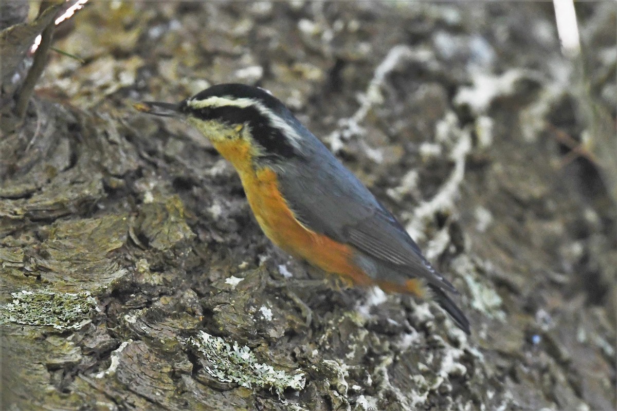 Red-breasted Nuthatch - ML484917131