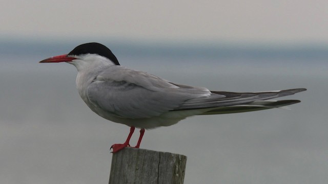 Common Tern - ML484919