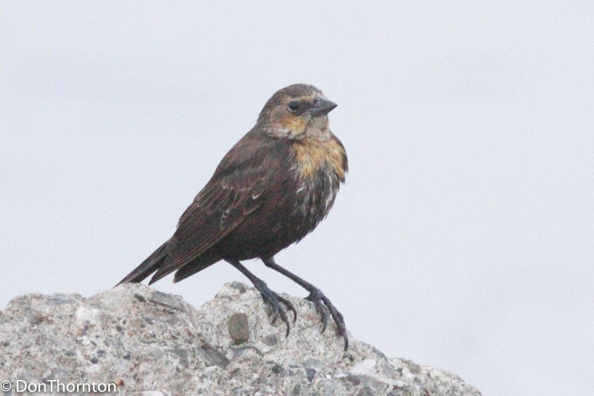 Yellow-headed Blackbird - margeNdon thornton