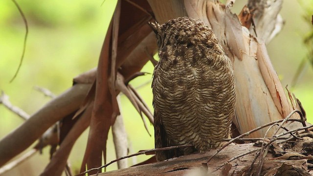 Lesser Horned Owl - ML484921221