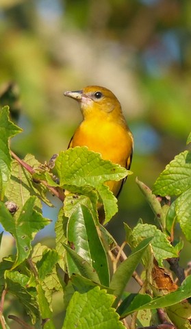 Baltimore Oriole - Roger Horn