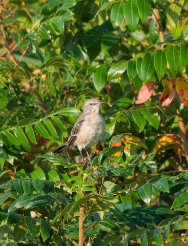 Northern Mockingbird - Roger Horn