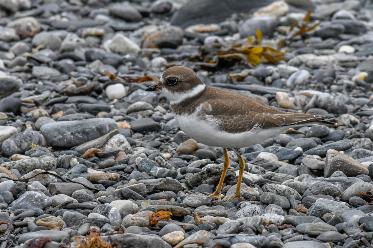 Semipalmated Plover - ML484932021