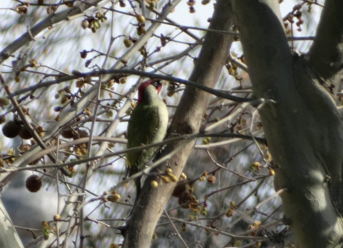 Eurasian Green Woodpecker - ML484936011