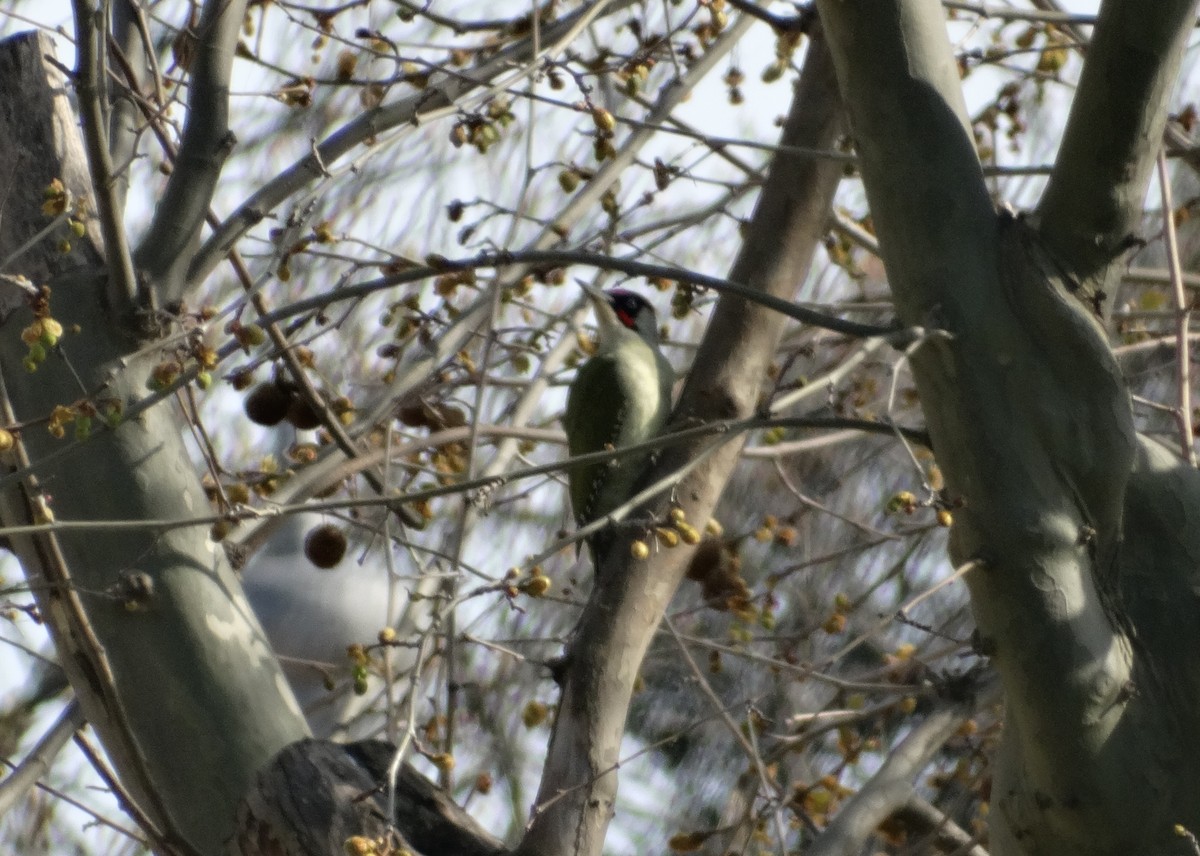 Eurasian Green Woodpecker - ML484936021