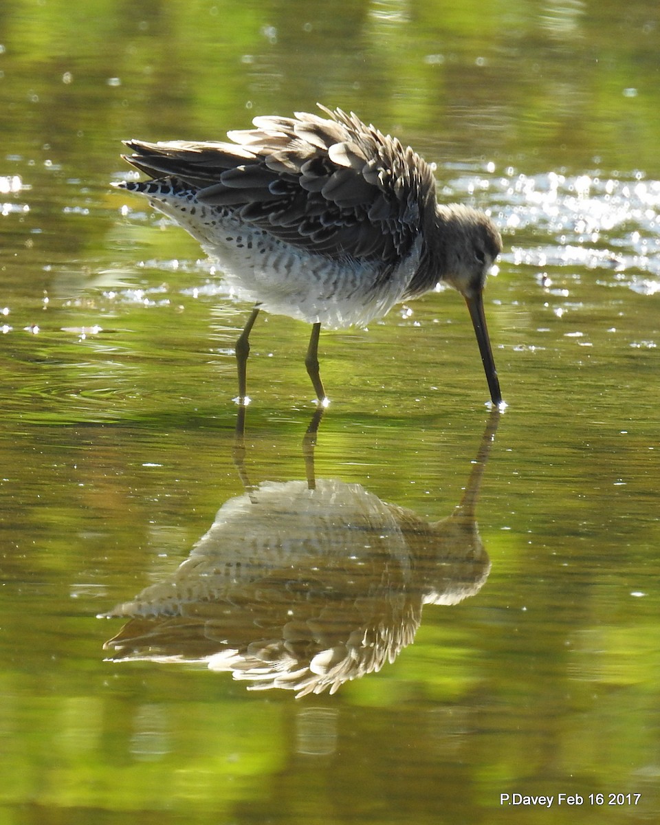 Long-billed Dowitcher - ML48493671