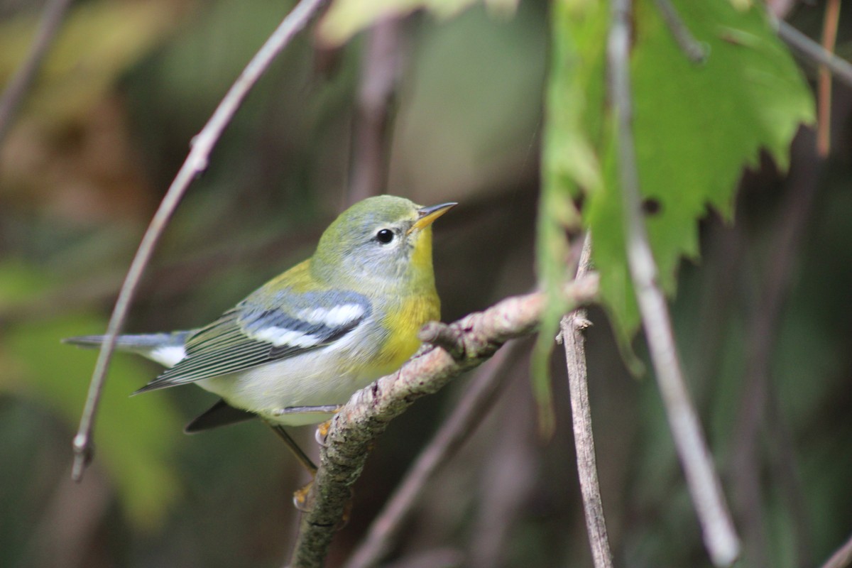 Ml484937001 - Northern Parula - Macaulay Library