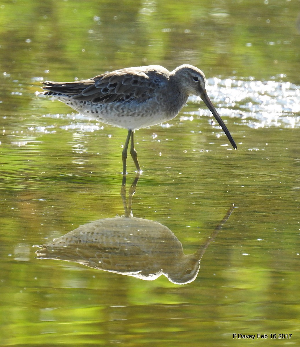 Long-billed Dowitcher - ML48493811