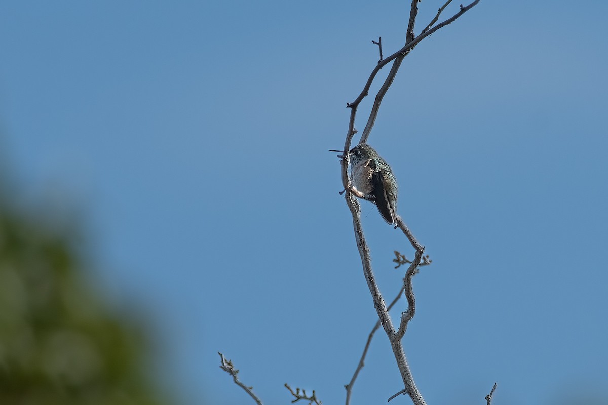 Calliope Hummingbird - ML484938421