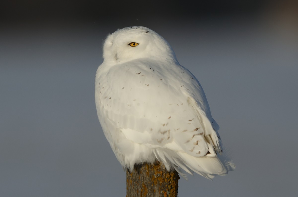 Snowy Owl - ML48494351