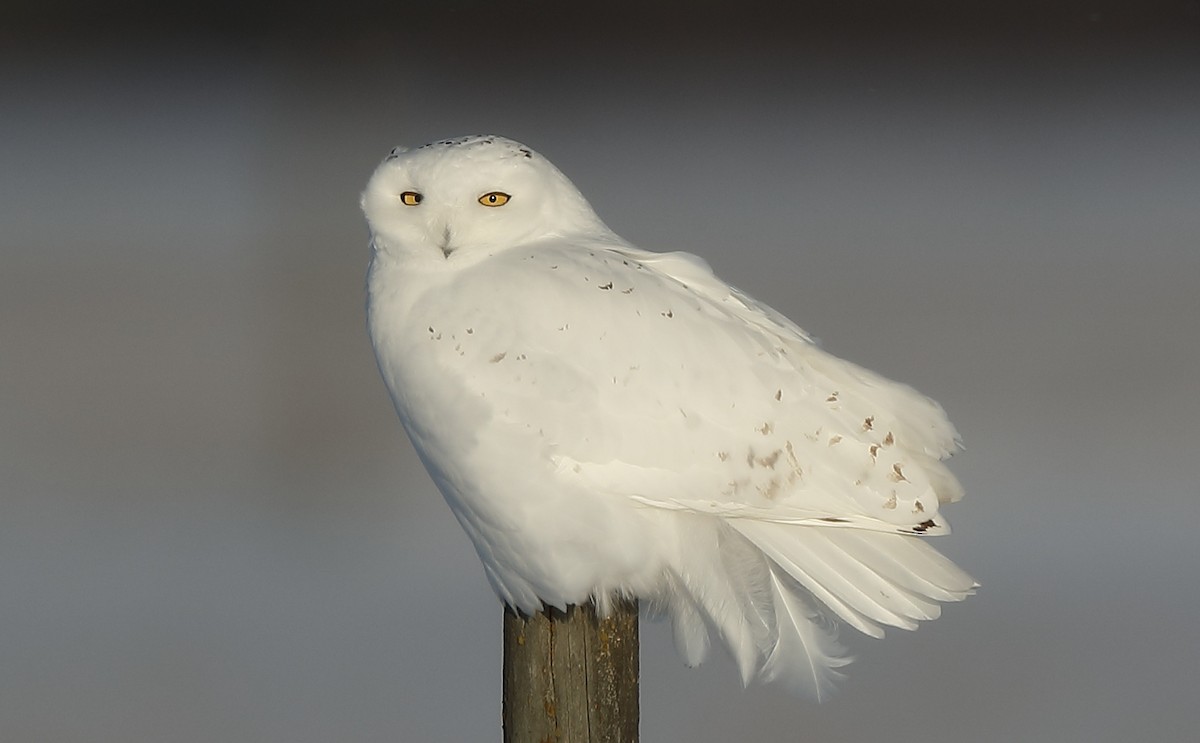Snowy Owl - Mark  Benavides
