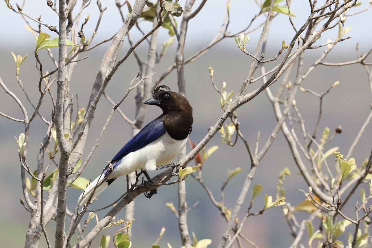 Curl-crested Jay - ML484944731