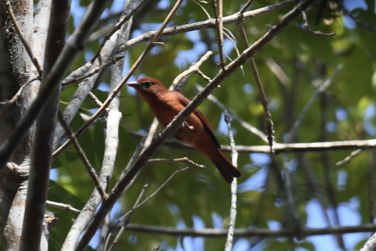 Summer Tanager - Benjamin Byerly