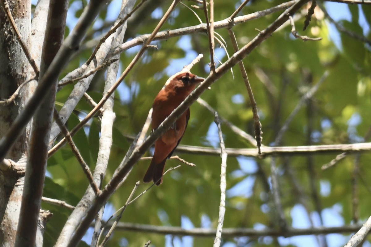 Summer Tanager - Benjamin Byerly
