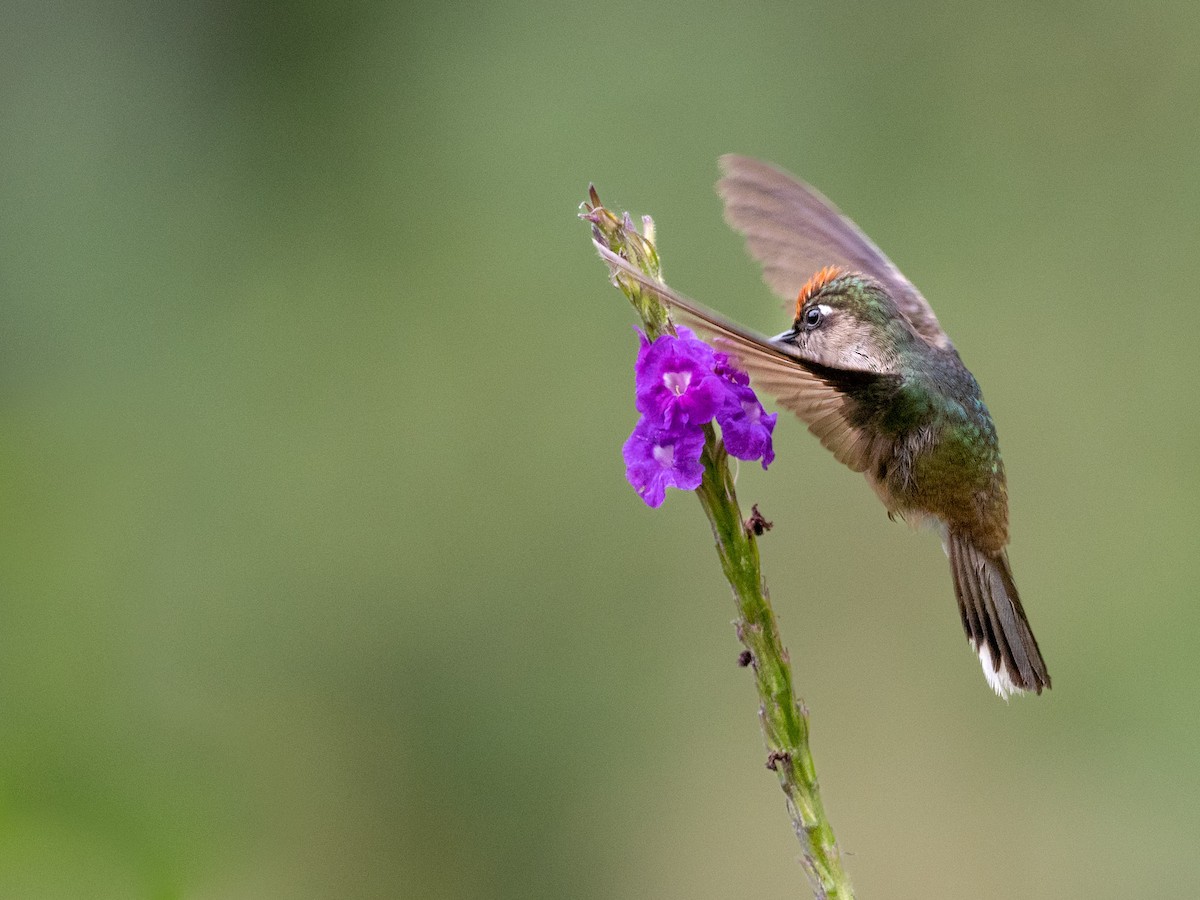 kolibřík čepičatý - ML484950861