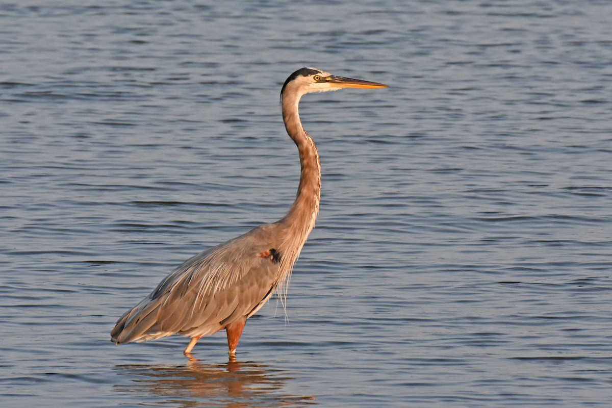 eBird Checklist - 17 Sep 2022 - New Point Comfort Natural Area Preserve ...