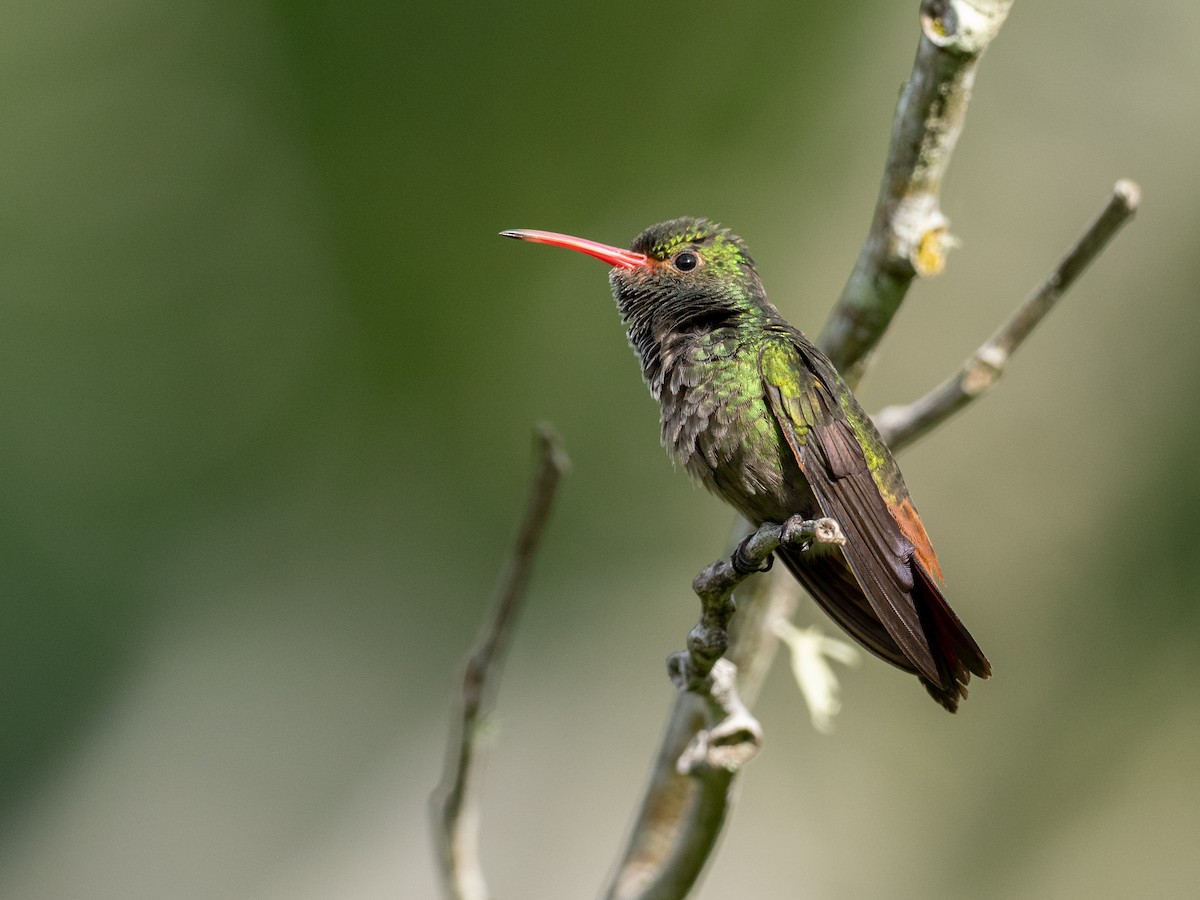 Rufous-tailed Hummingbird - Mollee Brown