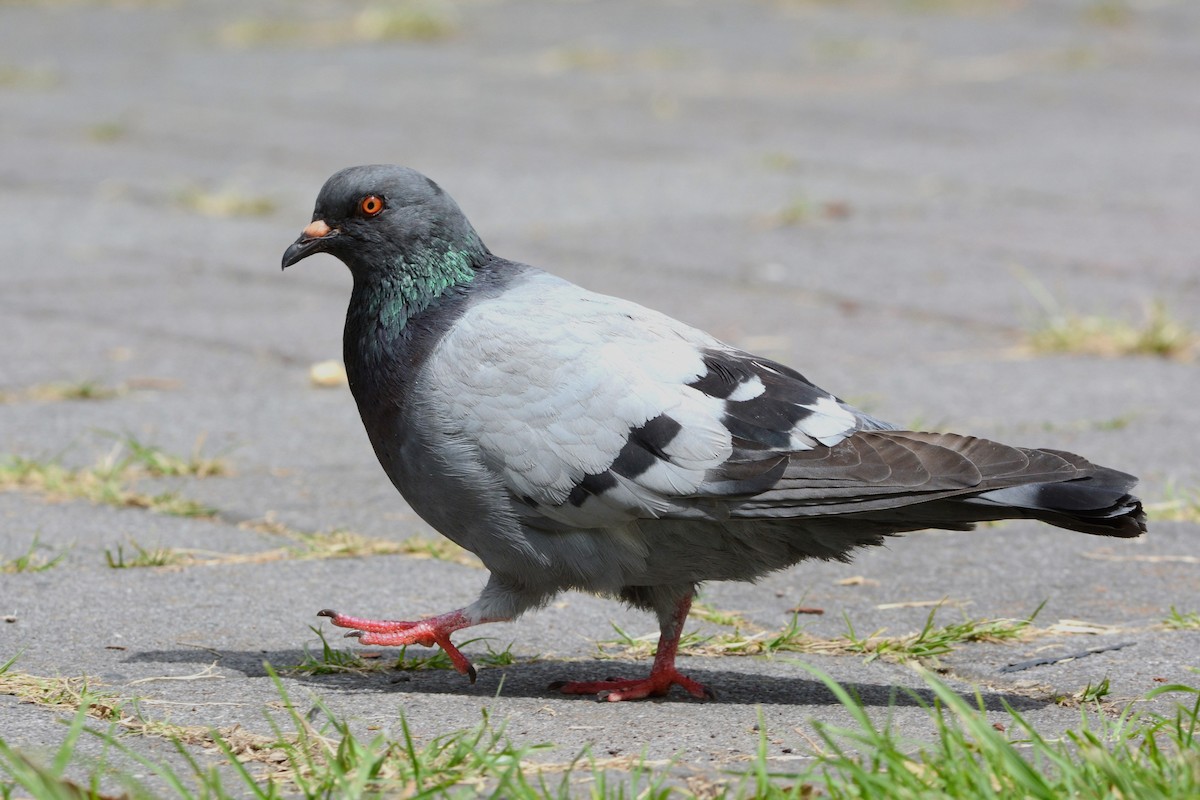 Rock Pigeon (Feral Pigeon) - ML484957131