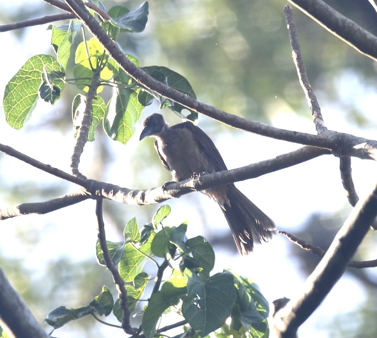 New Britain Friarbird - ML484957181