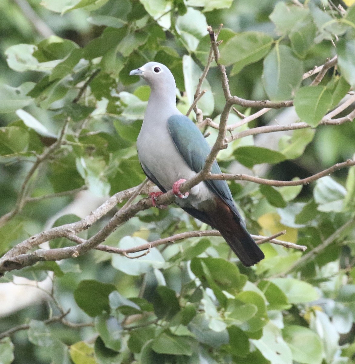 Island Imperial-Pigeon - Mike O'Malley