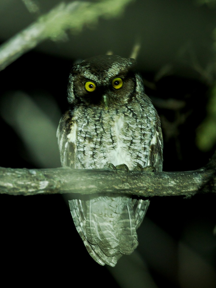 Peruvian Screech-Owl (pacificus) - ML484966621